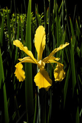 Iris crocea