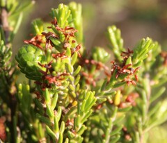 Passerina obtusifolia