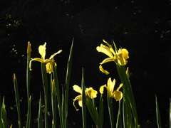 Iris crocea