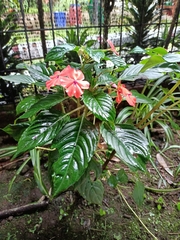 Impatiens walleriana