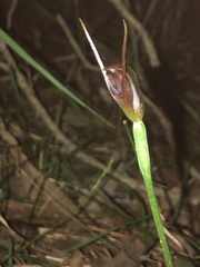 Pterostylis erecta
