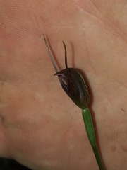 Pterostylis erecta