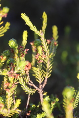 Passerina obtusifolia
