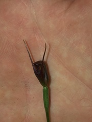 Pterostylis erecta