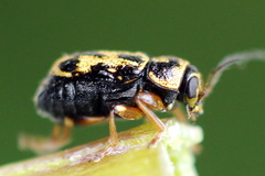 Pachybrachis hieroglyphicus