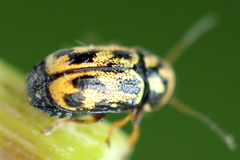 Pachybrachis hieroglyphicus