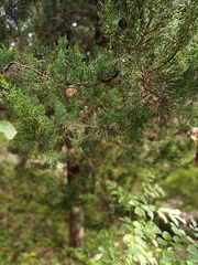 Cupressus sempervirens