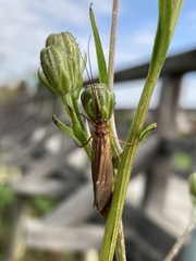 Anabolia