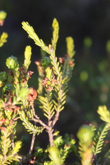 Passerina obtusifolia