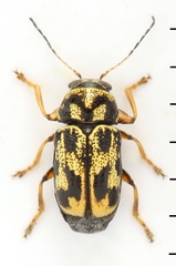 Pachybrachis hieroglyphicus