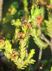 Passerina obtusifolia