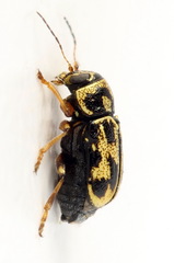 Pachybrachis hieroglyphicus