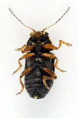 Pachybrachis hieroglyphicus