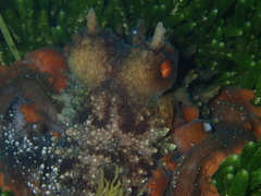 Macroctopus maorum