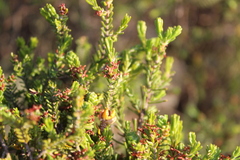 Passerina obtusifolia