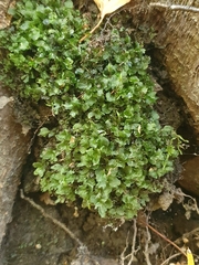 Rhizomnium punctatum