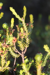 Passerina obtusifolia