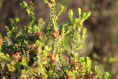 Passerina obtusifolia