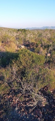 Passerina obtusifolia