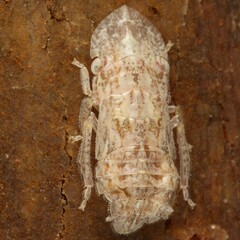 Ledromorpha planirostris