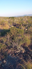 Passerina obtusifolia