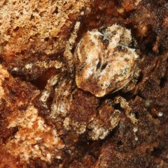 Stephanopis altifrons