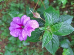 Impatiens platypetala