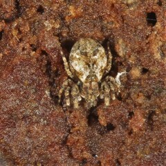 Stephanopis altifrons