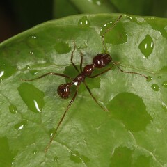 Aphaenogaster longiceps