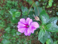 Impatiens platypetala
