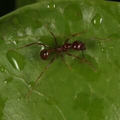 Aphaenogaster longiceps
