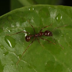 Aphaenogaster longiceps
