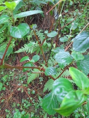 Impatiens platypetala