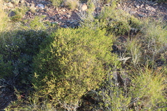 Passerina obtusifolia