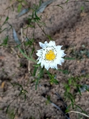 Polycalymma stuartii