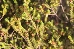 Passerina obtusifolia