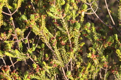 Passerina obtusifolia