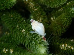 Cominella lineolata