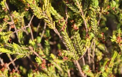 Passerina obtusifolia