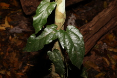 Aristolochia deltantha