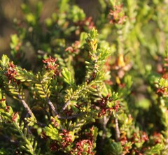 Passerina obtusifolia