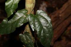 Aristolochia deltantha