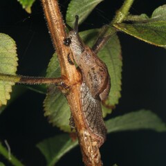 Stanisicarion freycineti