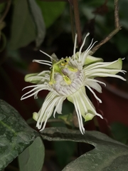 Passiflora trifasciata