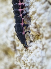 Nyctophila reichii