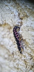 Nyctophila reichii