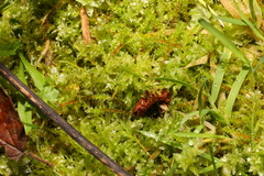 Atrichum undulatum