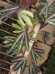 Passiflora trifasciata