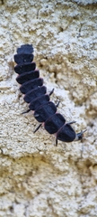 Nyctophila reichii