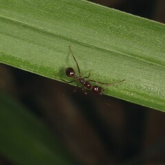 Aphaenogaster longiceps